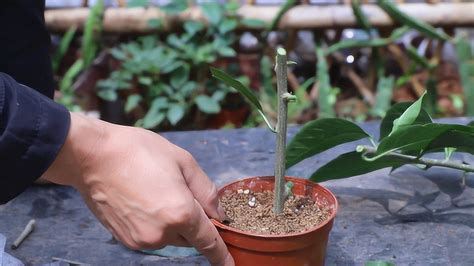 夜來香扦插|夜来香的种植方法